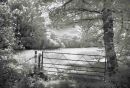 New Forest Meadow